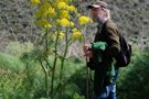 Ferula assafoetida